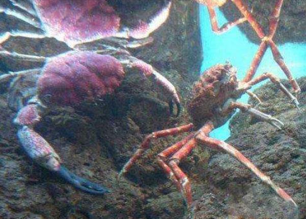 世界最大的螃蟹 杀人螃(体长38厘米体重20公斤)