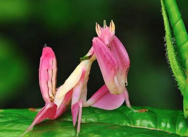 世界上最美的螳螂 兰花螳螂(外形像兰花的蟑螂)