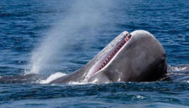 盘点世界上最大的鲸鱼 抹香鲸排第四，虎鲸未上榜