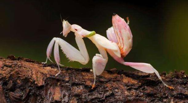 世界上最美的螳螂 兰花螳螂(外形像兰花的蟑螂)