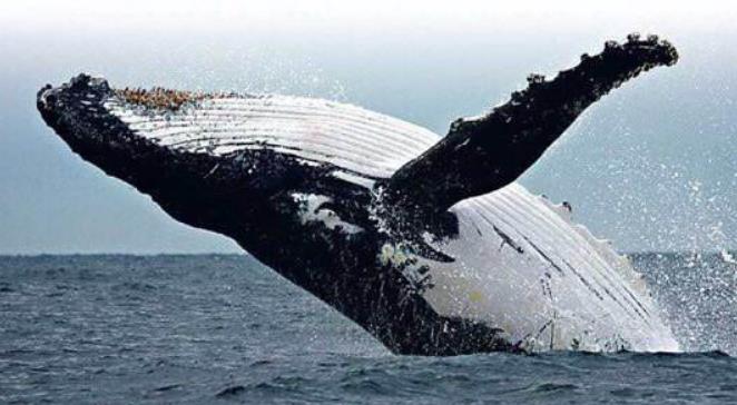 盘点世界上最大的鲸鱼 抹香鲸排第四，虎鲸未上榜