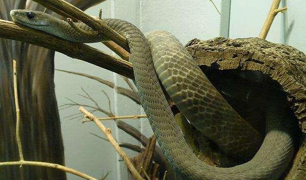 世界上体型最长的毒蛇，5.58米眼镜王蛇排第一（第二4.48米）