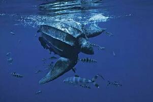 世界上最大的龟类，棱皮龟（体长3米体重1800斤）