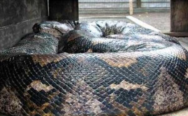 发现世界上最大的蛇，四川大蛇50米（福州惊现97米大蛇）