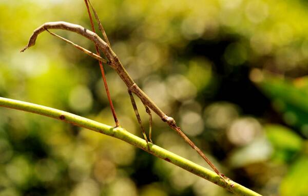 世界上最大的昆虫，中国发现最长竹节虫（62.4厘米）