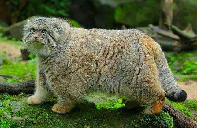 世界上最凶残的猫 帕拉斯猫(具有强烈攻击性)