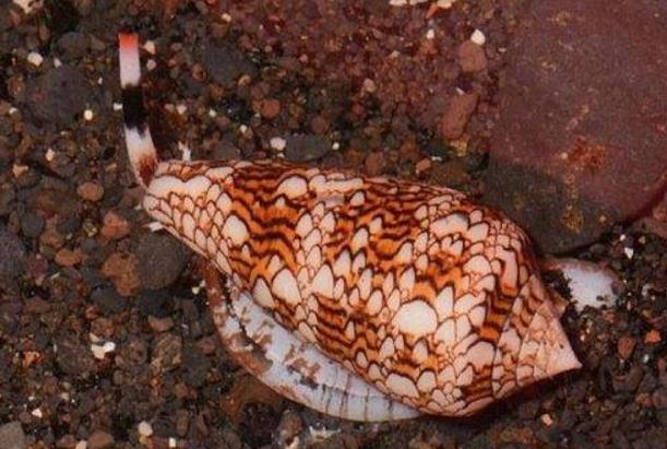 世界上最毒的海螺 鸡心螺(毒液能让十个人死亡)