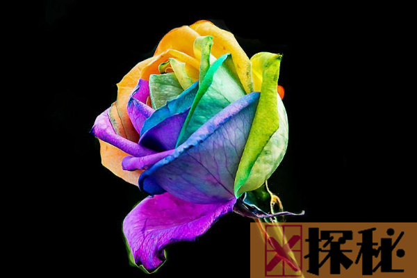 世界上最美丽的花：彩虹玫瑰上榜 第六晶莹剔透似水晶