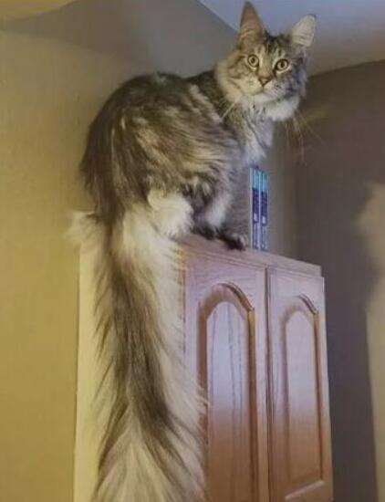 世界上尾巴最长的猫，美国缅因猫（尾部长44.66厘米）