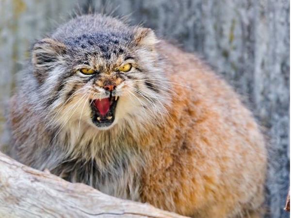 世界上最凶残的猫 帕拉斯猫(具有强烈攻击性)
