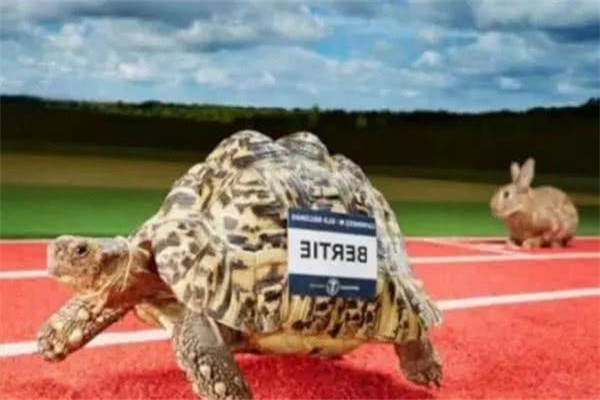 世界上爬行最快的乌龟 来自英国的Bertie（一般乌龟两倍）