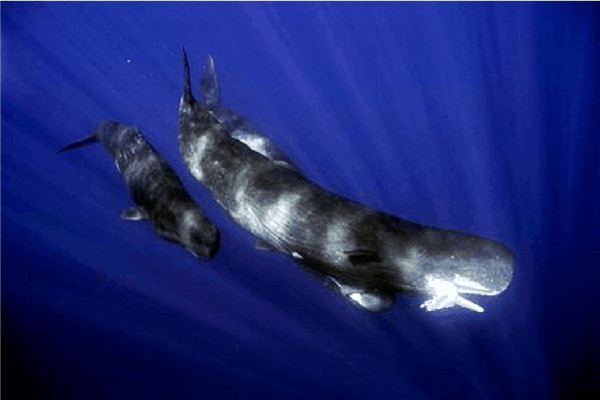 世界上潜水最深的动物 抹香鲸是位“潜水能手”