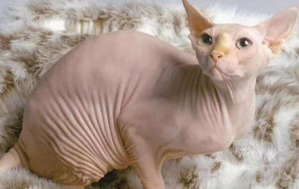 世界上最丑的猫，斯芬克斯猫丑的惊人（没有最丑只有更丑）