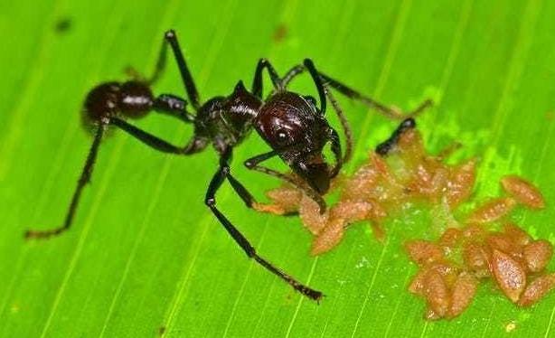 世界上咬人最痛的蚂蚁 子弹蚁(被它咬了就像子弹打穿一样疼)