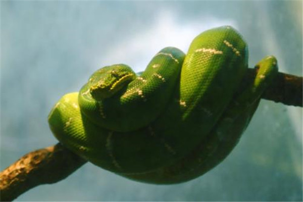 世界上漂亮的价值最高的蛇  蓝血绿树蟒蛇（世界最原始蛇种）