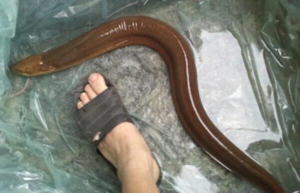 世界上最大的黄鳝，长1.5米宛如蟒蛇（重达36斤）