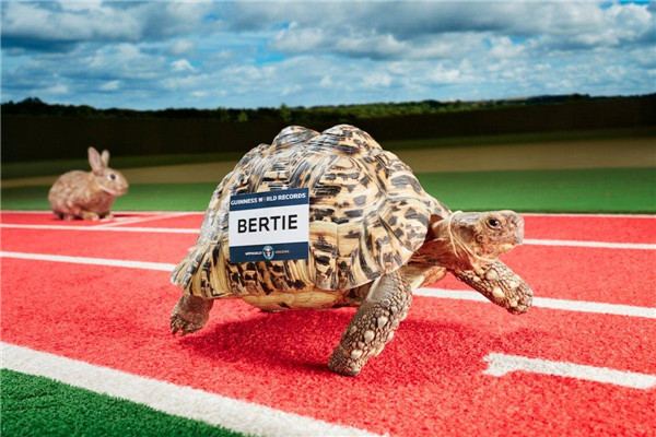 世界上爬行最快的乌龟 来自英国的Bertie（一般乌龟两倍）