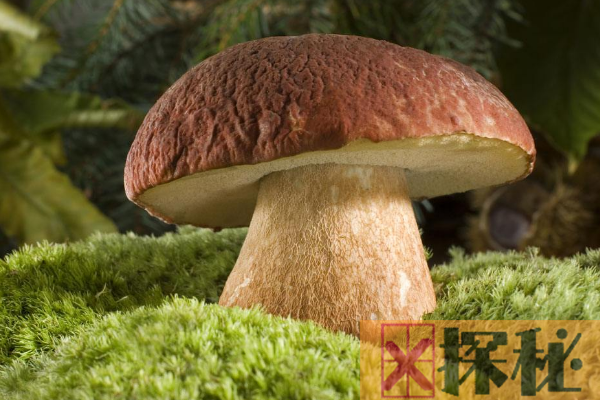 世界上最大的蘑菇:占地890公顷(相当于天安门广场)