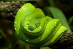 世界上漂亮的价值最高的蛇  蓝血绿树蟒蛇（世界最原始蛇种）