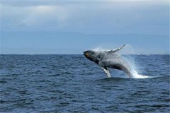 世界上潜水最深的动物 抹香鲸是位“潜水能手”
