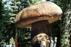 世界上最大的蘑菇:占地890公顷(相当于天安门广场)