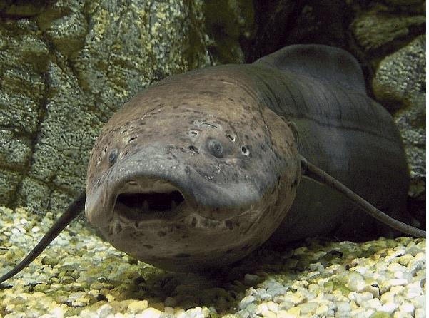 世界上最神奇的鱼 肺鱼 靠肺呼吸 没水都能活