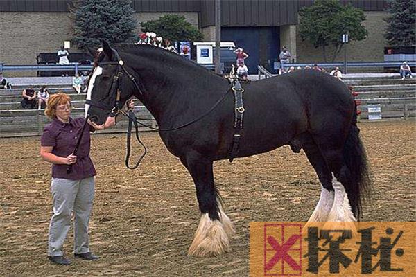 世界上最大的马是什么 夏尔马（起源于英国身高2米）