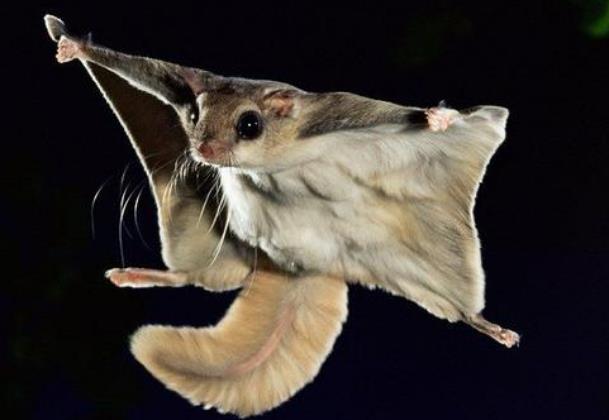 世界上会飞的鼠 鼯鼠(能借助翅膀滑翔)
