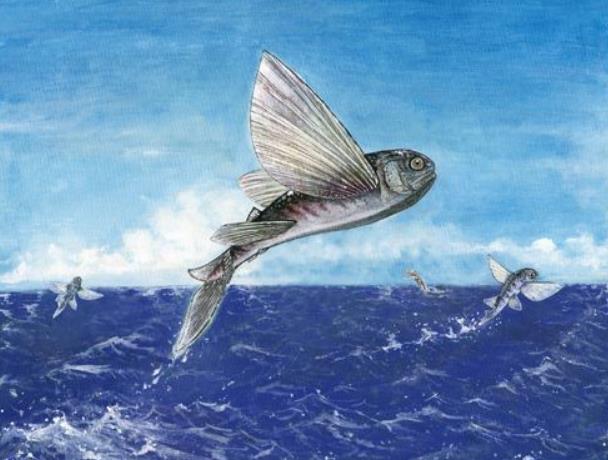 世界上飞的最远的鱼 飞鱼(能在水面滑翔四百多米)