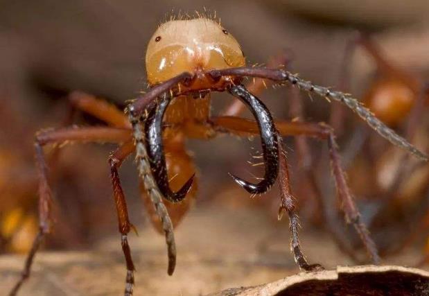 世界上最毒的蚂蚁排行榜 子弹蚁上榜(毒性最强 )