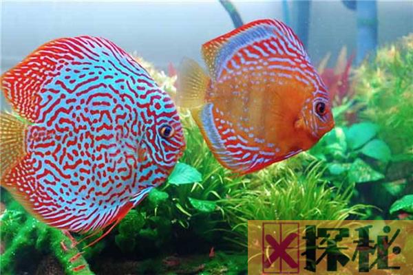 世界上最美的十种鱼 五彩斑斓非常令人喜爱