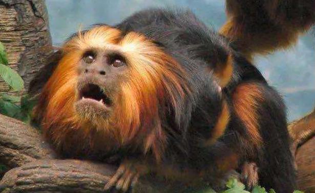 世界上最珍稀的猴子 中国金丝猴上榜第一长相惊悚