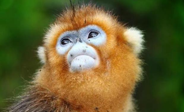 世界上最珍稀的猴子 中国金丝猴上榜第一长相惊悚