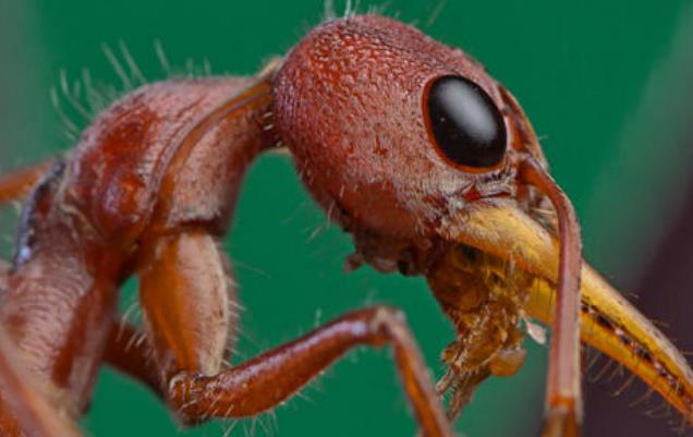 世界上最毒的蚂蚁排行榜 子弹蚁上榜(毒性最强 )