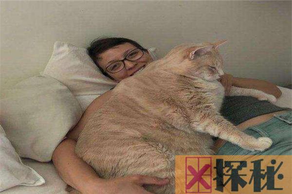 世界上最胖最重的猫 23公斤重的俄罗斯凯蒂（一直减肥）