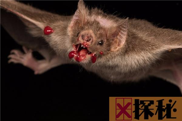 世界上最恐怖的蝙蝠 一辈子要吸一百升的血（美洲常见）