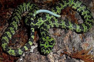 世界上最贵的毒蛇，中国莽山烙铁头蛇（100万一条）