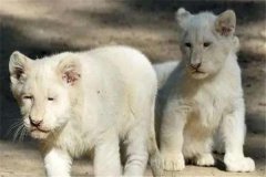宠物白狮子多少钱一只 怎么才能选择白狮子作为宠物