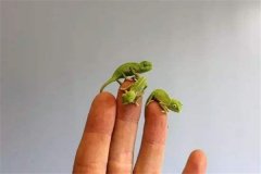 世界上最小的变色龙 迷你变色龙（3厘米左右体型娇小）