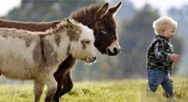 世界上最矮的驴诞生，出生英国仅0.6米高（跟狗差不多）