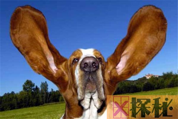 世界上最大的狗耳朵 Jeffries的巴吉度犬（29.2厘米）