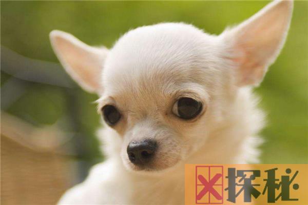 世界上十大特别的狗 藏獒上榜最后中国十分常见