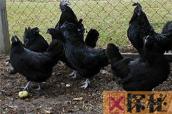 世界上最贵的宠物鸡 金属鸡（价格高达597万美元）
