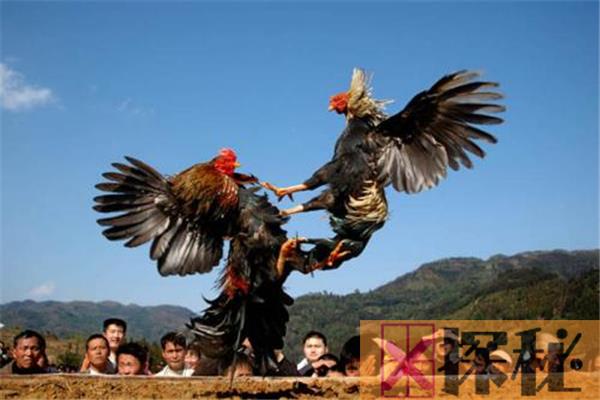 世界上最贵的一只斗鸡 价值17000元中国古老斗鸡