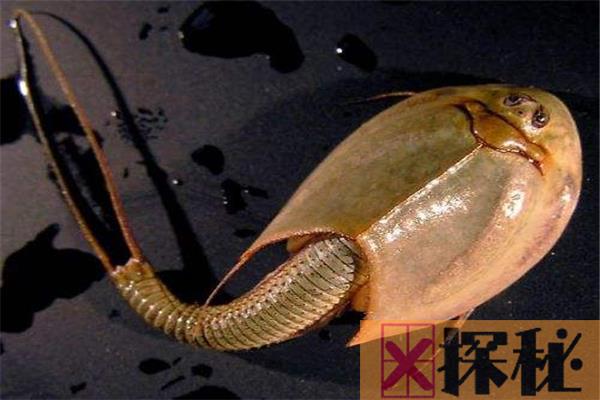 世界上最古来的三眼恐龙虾 大约两百多万年前出现