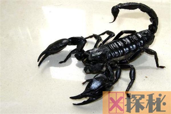 世界上最大的蝎子 帝王蝎子（个头是普通蝎子两倍）