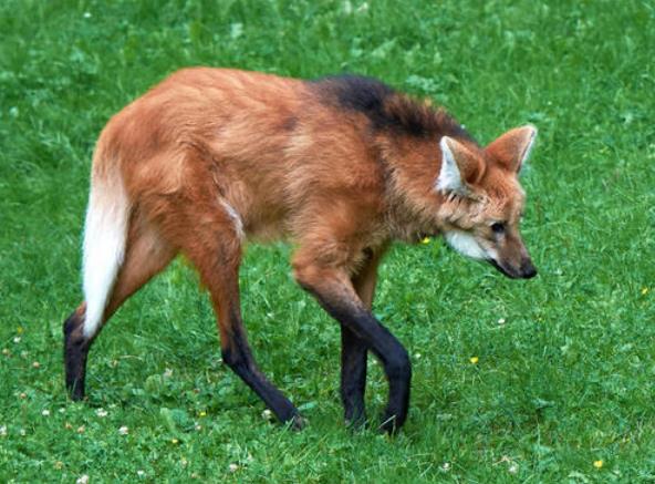 世界上腿最长的犬科动物 鬓狼(站立时像踩着高跷)