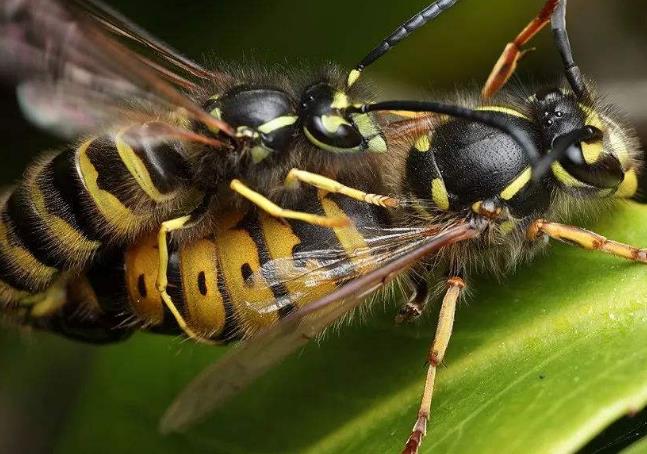 世界上最危险的蜜蜂 杀人蜂 美洲各国螫死一千多人
