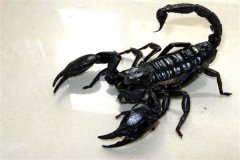 世界上最大的蝎子 帝王蝎子（个头是普通蝎子两倍）