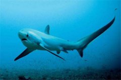 世界上最大的长尾鲨 它的尾巴占了身体一半（体重568公斤）
